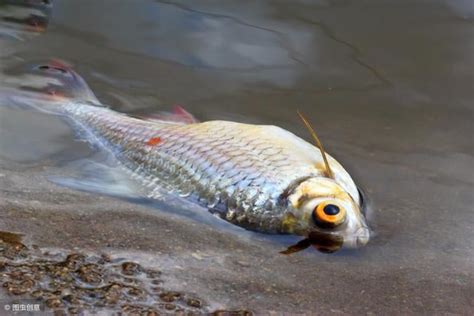 魚死掉怎麼處理|魚缸里的魚死了，撈出來後，後面的程序你知道嗎？